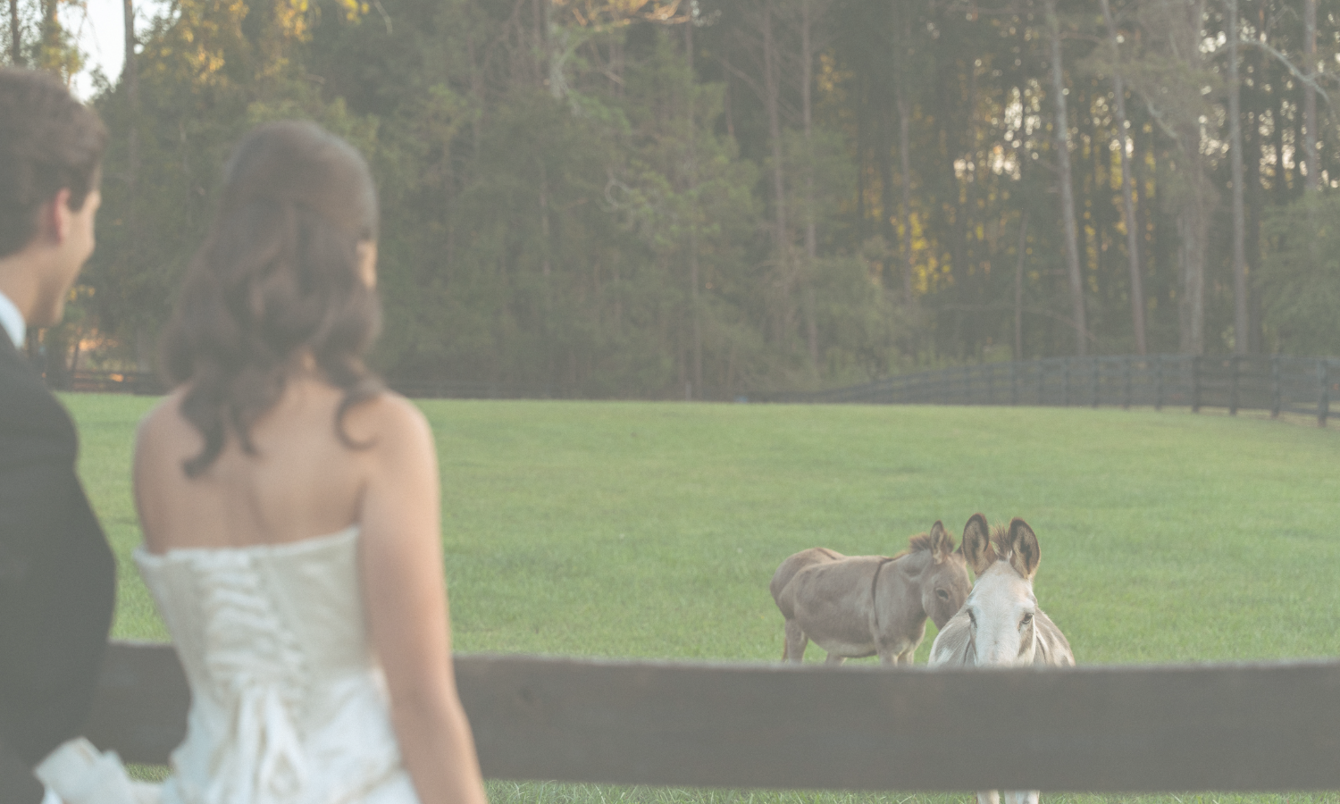 Bride and groom looking at two donkeys in a green field
